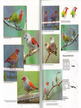 The finch... a breeder's companion.