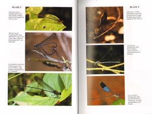 Damselfly genera of the new world: an illustrated and annotated key to the Zygoptera.
