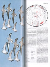 Handbook of Australian, New Zealand and Antarctic birds: Snipe to Pigeons [HANZAB, volume three].