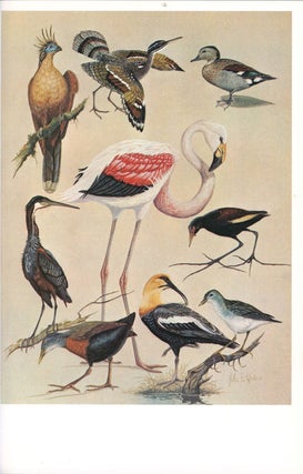 A guide to the birds of South America.