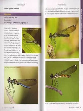 A photographic guide to the Dragonflies of Singapore.