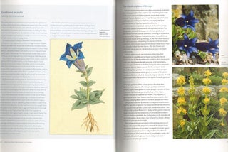 Alpines: from mountain to garden.
