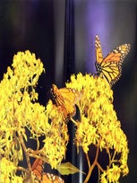 The amazing Monarch: the secret wintering grounds of an endangered butterfly.