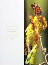 The amazing Monarch: the secret wintering grounds of an endangered butterfly.