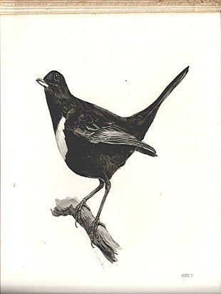The birds of the British Islands.