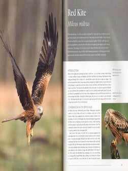 RSPB British Birds of prey.