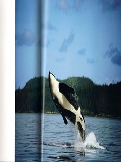 Among giants: a life with whales.