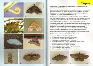 Moths of Victoria: part three, Waves and Carpets and allies Geometroidea (C).