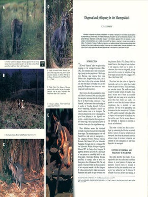 Kangaroos, wallabies and rat-kangaroos.