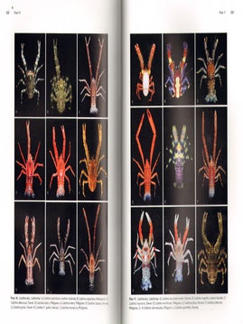 Biology of squat lobsters.