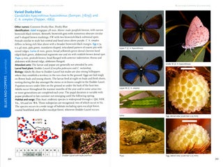 Butterflies: identification and life history.