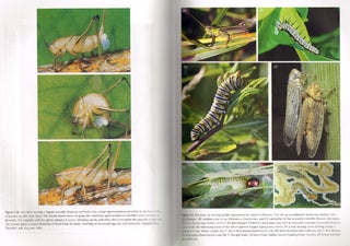 Insect ecology: behavior, populations and communities.