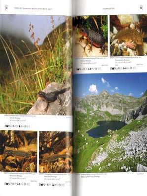 Salamanders and newts of Europe, North Africa and Western Asia.