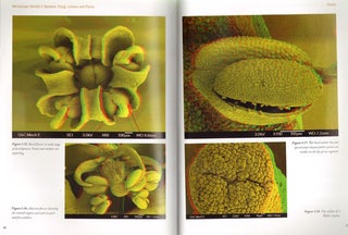 Microscopic worlds, volume three: bacteria, fungi, lichens and plants.