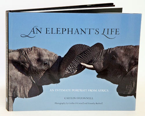 Timothy Rodwell An elephant's life: an intimate portrait from Africa | Caitlin O ...