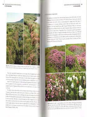 Hardy heathers from the northern hemisphere: Calluna, Daboecia, Erica.