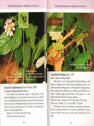 A pocket guide: phasmids of Peninsular Malaysia and Singapore.