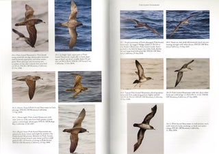 Petrels, albatrosses, and storm-petrels of North America: a photographic guide.