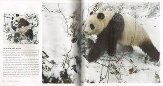 Panda: back from the brink.