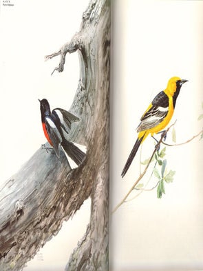 The birds of Arizona.