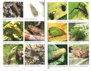 Insects of Kazakhstan: a photographic atlas.