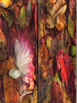 Rainforest country: an intimate portrait of Australia's tropical rainforest.