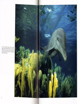 Gentle giants: an emotional face to face with dolphins and whales.
