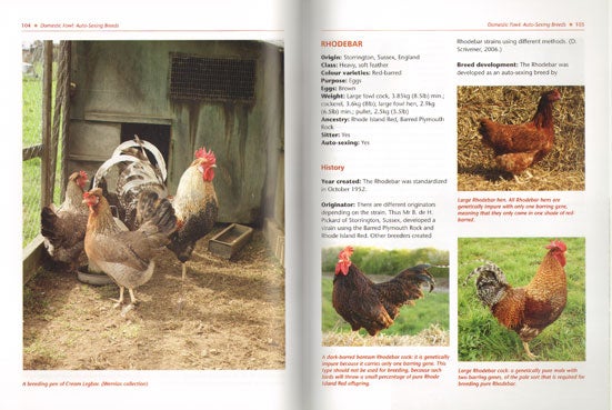 Traditional British poultry breeds | Benjamin Crosby