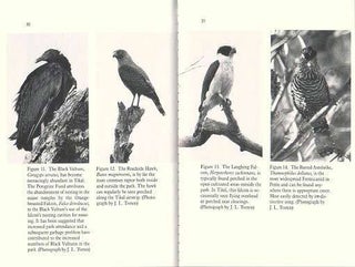 The birds of Tikal: an annotated checklist for Tikal National Park and Peten, Guatemala.