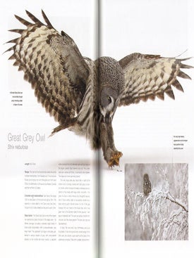 Owls.
