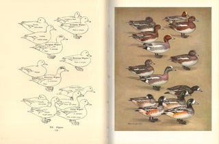 The waterfowl of the world [volume two only].