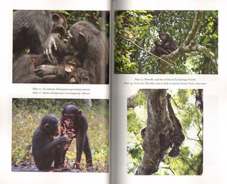 Among African apes: stories and photos from the field.