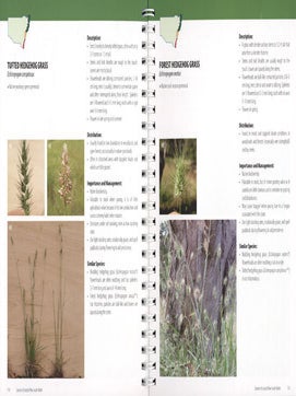 Grasses of coastal New South Wales.