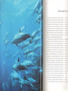 Dolphins of the world.
