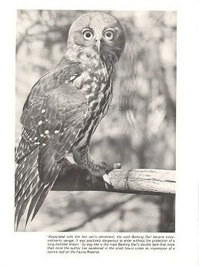 Nightwatchmen of bush and plain: Australian owls and owl-like birds.