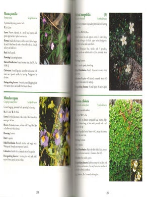 Tasmania's natural flora.