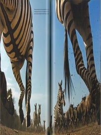Serengeti spy: views from a hidden camera on the plains of East Africa.