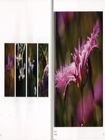 Wild about the natives: a photographic journey through Australia's south west bushland.