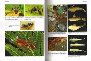 A Rapid Biological Assessment: of the Kwamalasamutu region, southwestern Suriname.