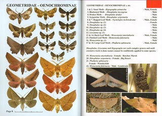 Moths of Victoria: part four, Emeralds and allies, Geometridae (B).