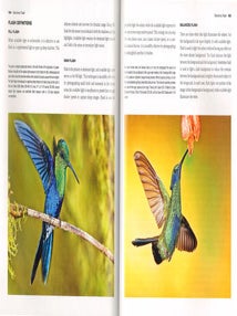 Digital wildlife photography.