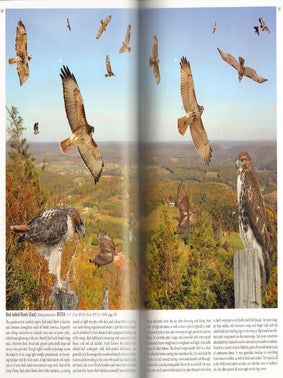 The Crossley ID guide: raptors.