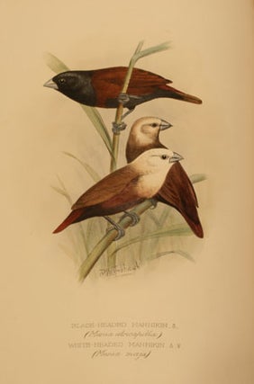 Foreign finches in captivity.