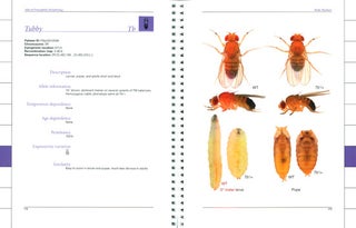 Atlas of Drosophila morphology: wild-type and classical mutants.