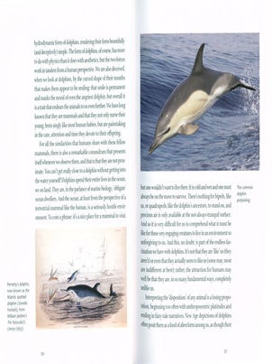 Dolphin.