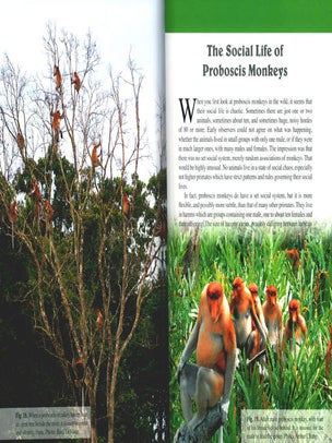 Proboscis monkeys of Borneo.