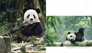 Visual celebration of Giant pandas.