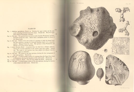 Catalogue Of The Fossil Sponges In The Geological Department Of The ...