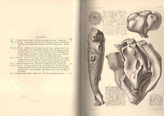 Catalogue of the fossil sponges in the Geological Department of the British Museum (Natural History). With descriptions of new and little-known species.