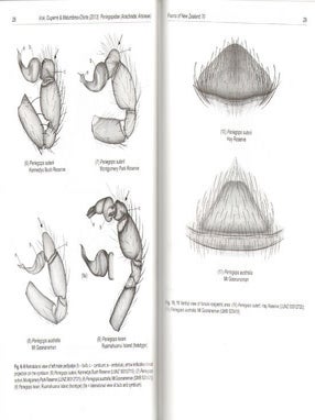 Fauna of New Zealand Number 70: Periegopidae (Arachnida: Araneae).